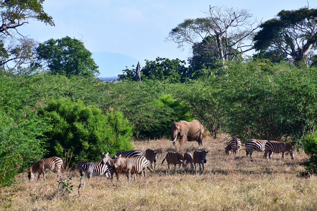 Tsavo East National Park